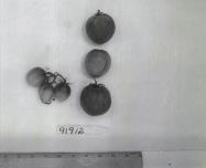 Click for 1 image(s) for this accession. FRUIT